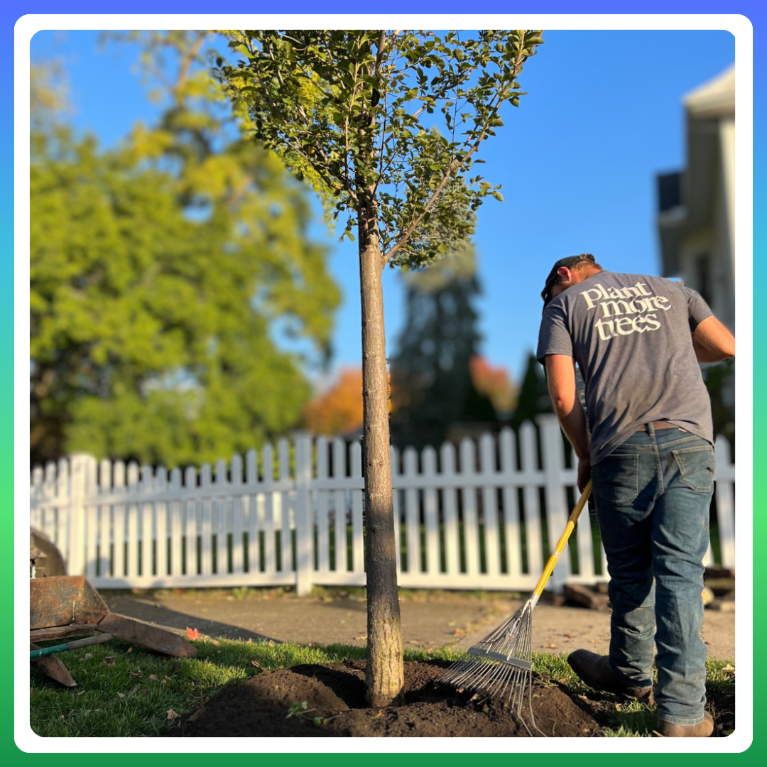 An American Elm being planted on a parkway in a small town.